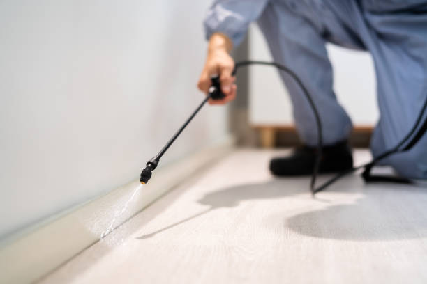 Rodent Entry Point Assessment in Windsor